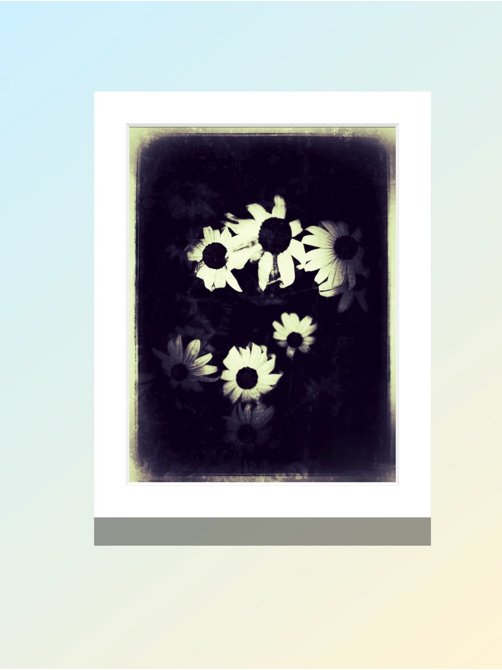 Matted Monochrome Daisy Photography Print - Black & White Floral Wall Art